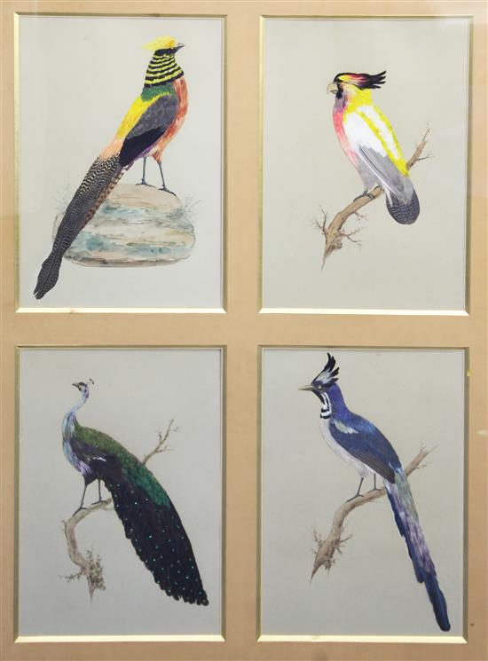 A group of four bird studies, early 20th century, overall 38.5 x 50.5in.